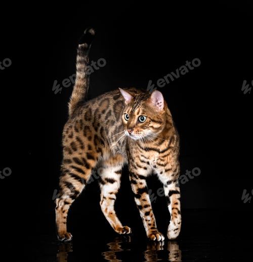 Preview: bengal cat in studio
