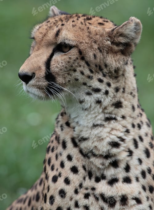 Preview: Close-up of a beautiful cheetah (Acinonyx jubatus)
