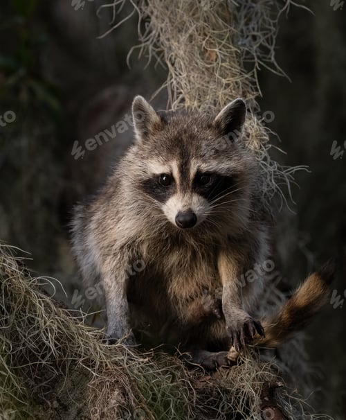 Preview: A Raccoon in a Tree