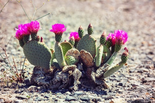 Preview: Prickly Pear Cactus with Vivid Pink Flowers in Desert