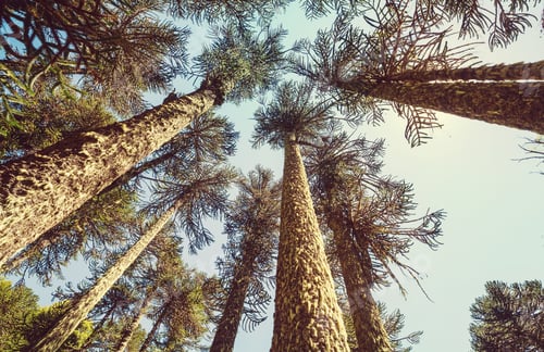 Preview: Araucaria