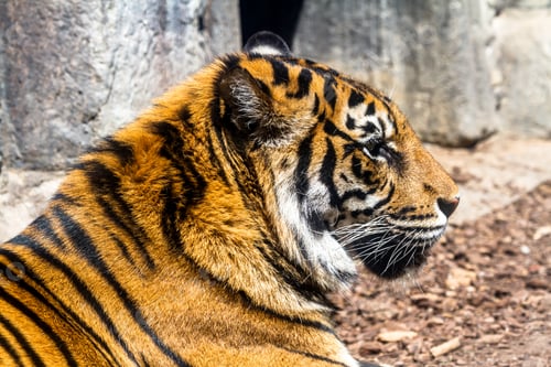 Preview: Bengal tiger