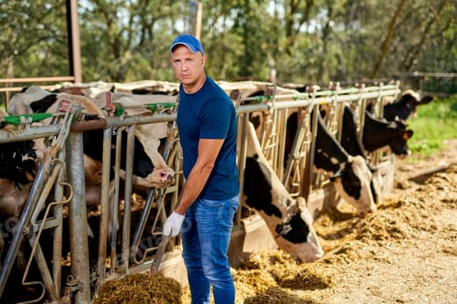Preview: Farmer Is Working On Farm With Dairy Cows