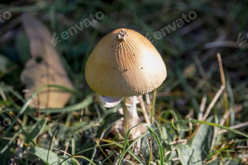 Preview: A mushroom in the grass in the forest