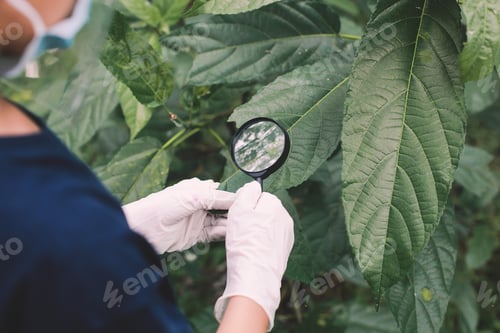Preview: Hand with gloves holding magnifying glass
