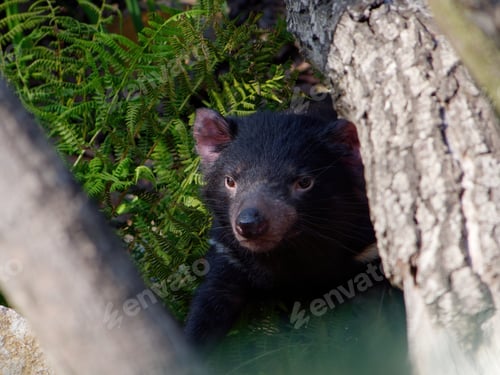 Preview: Closeup shot of a Tasmanian devil in the forest