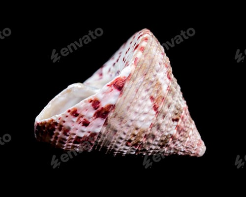 Preview: Trochus Subincarnatus Shell Close-Up Photo black background