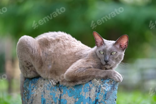 Preview: Big gray angry looking Sphinx breed stray cat resting on steet outdoors in summer
