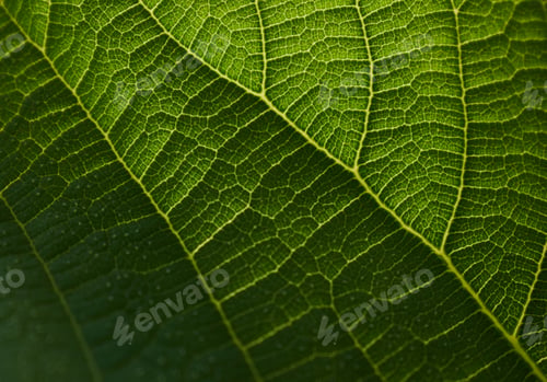 Preview: Background of the close-up view of green leaf