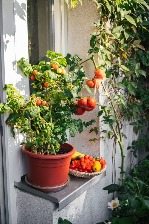 Planting of tomatoes in balcony garden