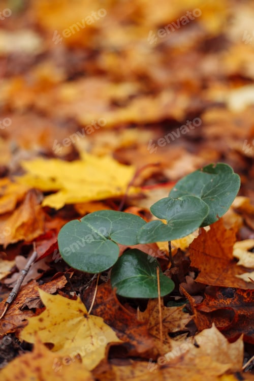 Preview: fallen leaves on the ground