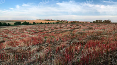 Preview: agricultural landscape of a field with winding brown-red rows of mown buckwheat stubble