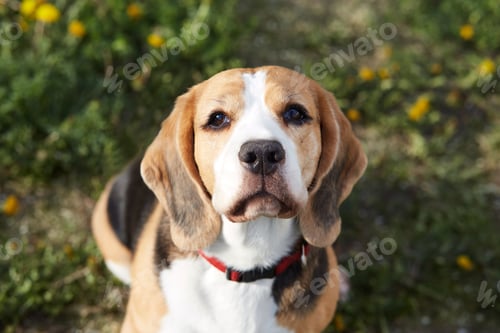 Preview: The beagle dog is lying on the green grass in a summer meadow.