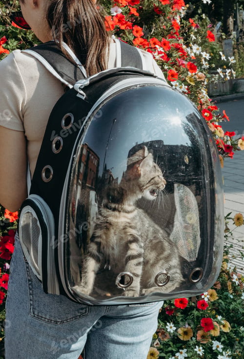 Preview: One small meowing kitten in a backpack on a girl s back.