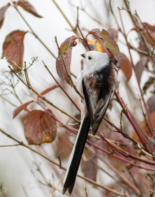 Preview: Long-tailed tit, Aegithalos caudatus. Autumn, a bird eats insects found under the leaves of a bush