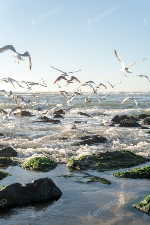 Preview: Seagulls on the coast of the North Sea, The Hague.