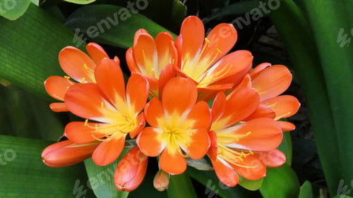 Preview: Colourful orange flower with yellow centre,clivia flowers blooming in garden on green leaf backgroun