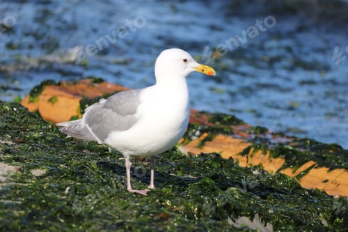 Preview: Seagull on the shore covered with see weeds