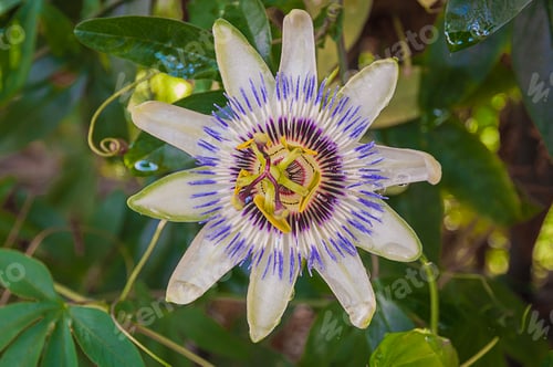 Preview: Passiflora caerulea