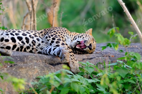 Preview: Leopard