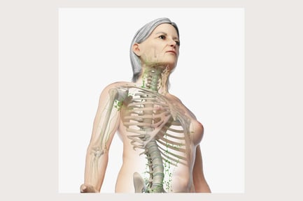 Preview: Mature Female Anatomy: Skeleton, Lymphatic System, and Skin