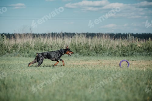 Preview: Dog playing and running outdoor