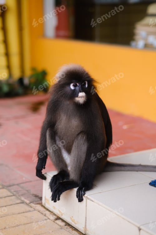 Preview: A bespectacled monkey sits on a red sidewalk in a tropical garden, observing the surroundings