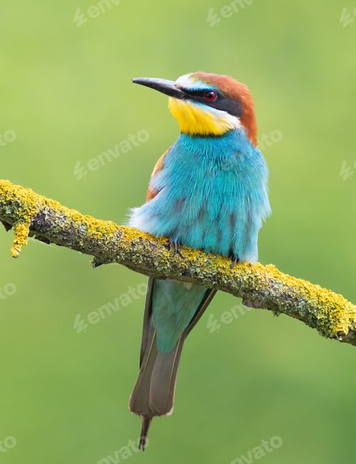 Preview: European bee-eater, merops apiaster. A bird sits on a branch on a green blurred background