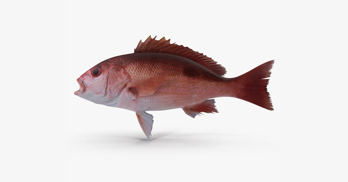 Vibrant Pacific Red Snapper with Detailed Fins 3D, Incl. angling ...