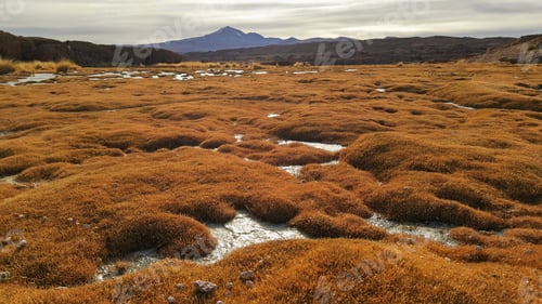 Preview: Covered with moss surrounded with hills on a gloomy day
