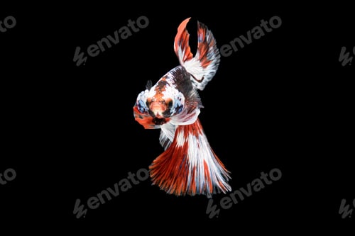 Preview: Siamese fighting fish Betta splendens on black background