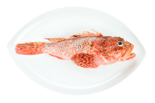 Preview: Red Scorpionfish prepared seafood oval dish isolated on white background