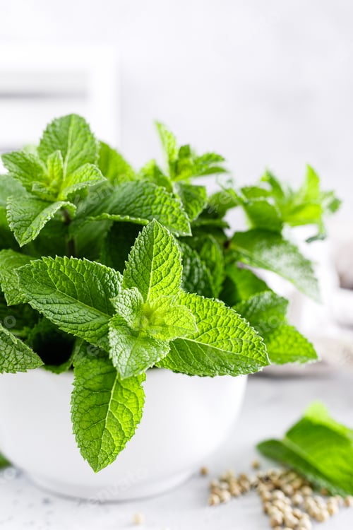 Preview: Mint leaves in bunch on white kitchen table closeup