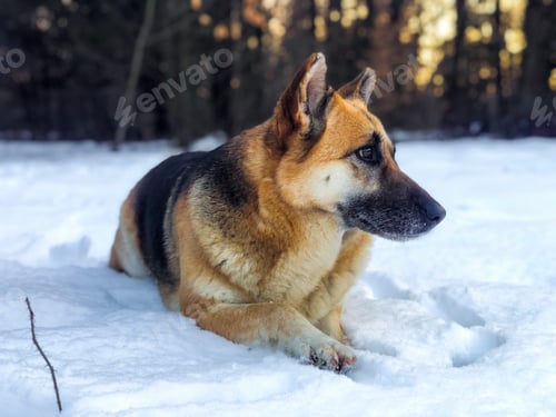 Preview: German shepherd lying down in the snow