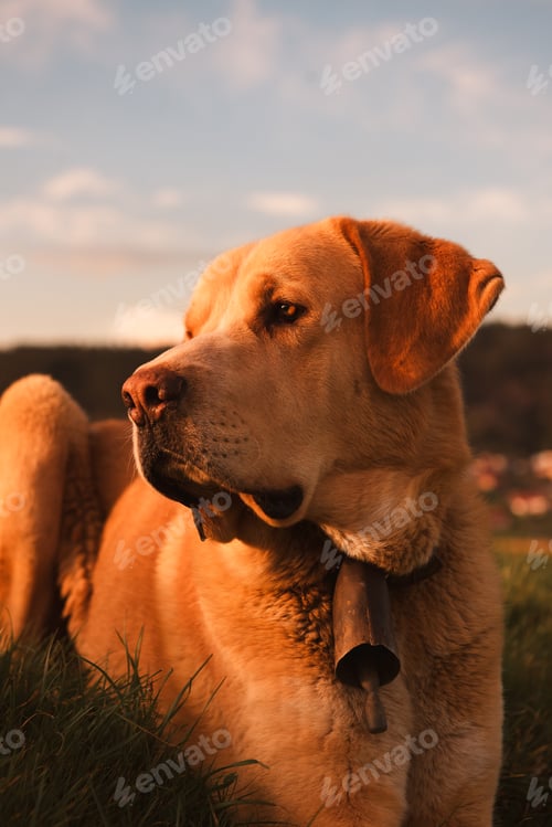 Preview: Dog between field and blue sky