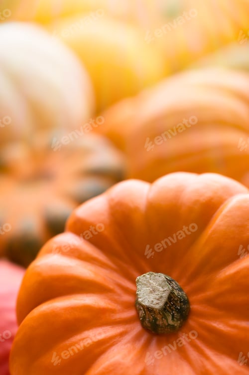 Preview: Pumpkins background