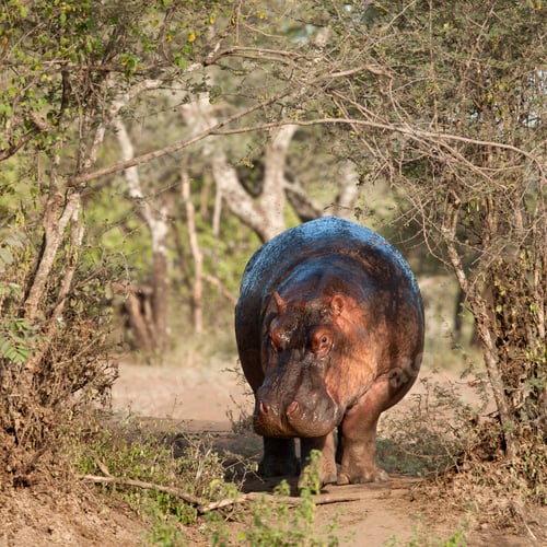 Preview: Hippo at the Serengeti National Park, Tanzania, Africa