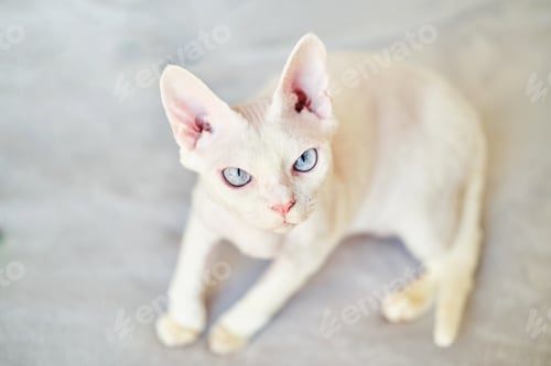 Preview: Sphynx Devon Rex cat close-up. Portrait of a pet. The cat plays with the owner on the bed at home.