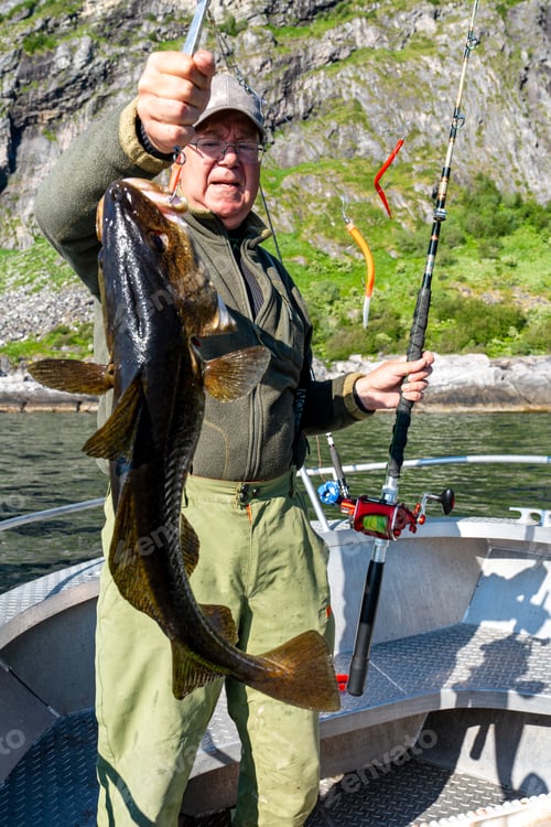 Preview: Fisherman holding a huge fish Cod. Norway Fishing tourism. Senior fisherman in ocean, fjord fishing.