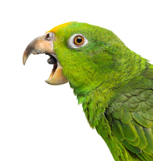 Preview: Close-up of a Panama Yellow-headed Amazon (5 months old) with its beak open, isolated on white