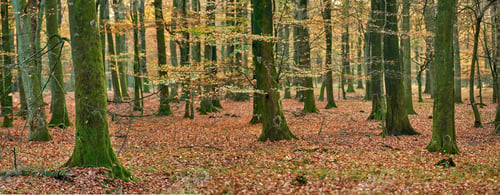 Preview: The beauty of autumn. Forest and landscape in the colors of autumn.