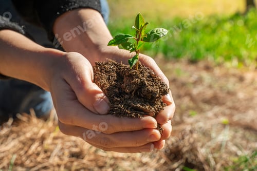 Preview: Hands holding young plant on blur nature background with sunlight.