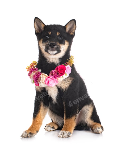 Preview: shiba inu in studio