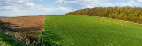 Preview: green winter wheat spring field, plowed lands and relief hilly landscape in the background
