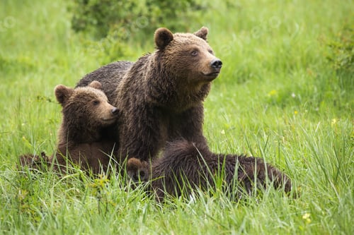 Preview: Brown bear family resting on meadow during the summer