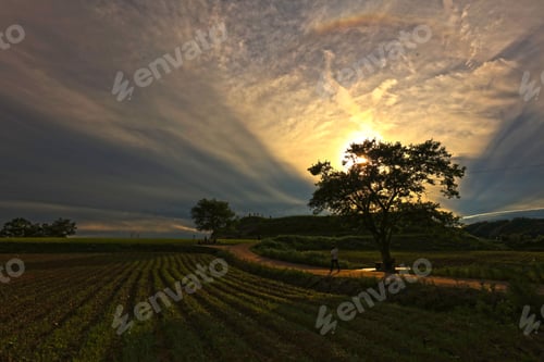 Preview: Rural Sunset Landscape with Silhouetted Tree