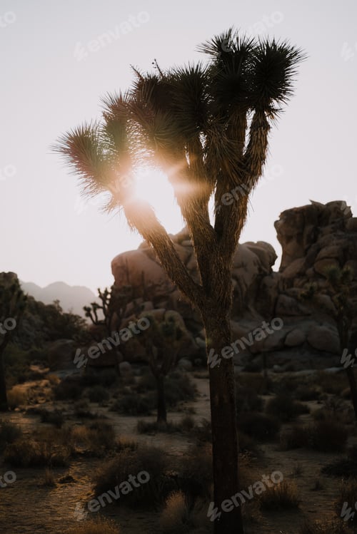 Preview: Sundown