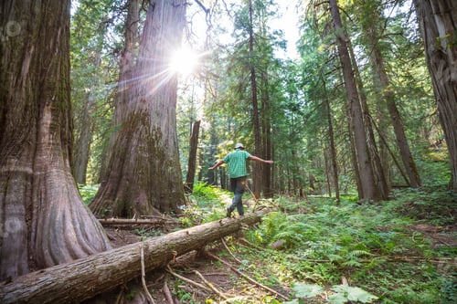 Preview: Hike in the forest