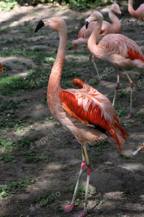 Preview: Pink flamingos outdoors at the zoo on a blurred background.