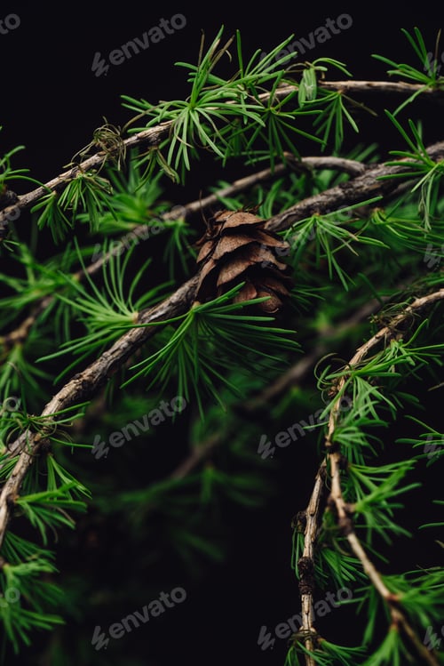 Preview: Background of spring larch branches